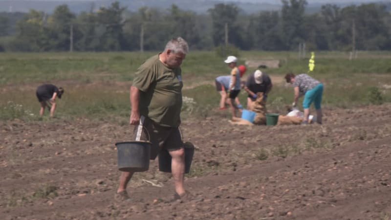 Samosběry v Jihomoravském kraji lákají na nízké ceny i kvalitu. Po čem je největší sháňka?