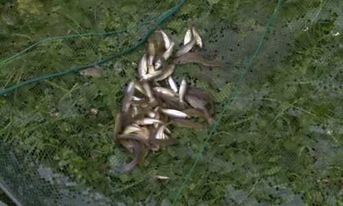 Drobné rybky pustoší české rybníky. Dokáží nadělat velké škody, nemají přirozeného nepřítele Drobné rybky pustoší české rybníky. Dokáží nadělat velké škody, nemají přirozeného nepřítele