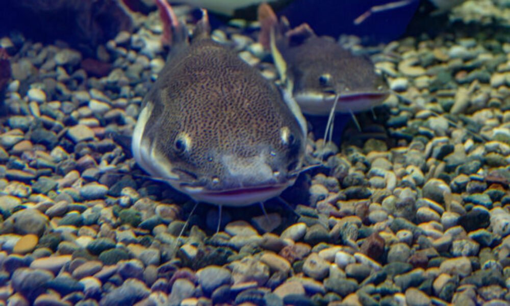 Desaťročie SUMČEKA OMEGA – zdravá ryba z domáceho chovu