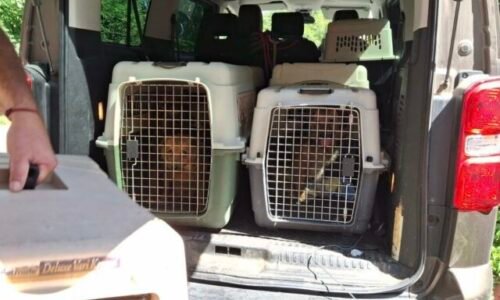 Enviropolícia odhalila nelegálny chov desiatok psov v okrese Prievidza, v dome našli aj tri mŕtve šteňatá – FOTO