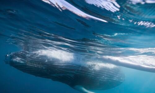 Zlověstné varování? Modré velryby záhadně ztichly. Vypovídá to o stavu planety, míní vědci Zlověstné varování? Modré velryby záhadně ztichly. Vypovídá to o stavu planety, míní vědci
