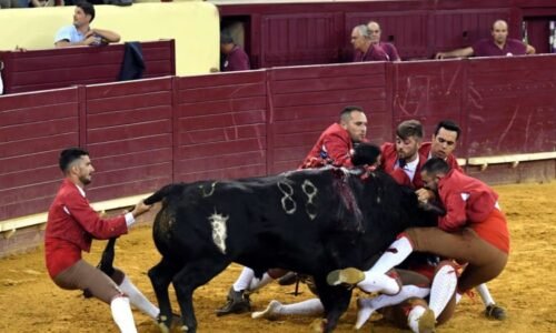 Tragédie na býčích zápasech: Zvíře rozmáčklo mladíka o hrazení, ukazují záběry z Portugalska