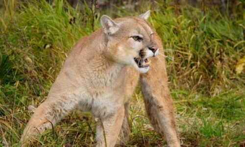 Puma v Malibu srazila 11letou holčičku a pokousala ji. Zvíře museli zahnat paralyzérem Puma v Malibu srazila 11letou holčičku a pokousala ji. Zvíře museli zahnat paralyzérem