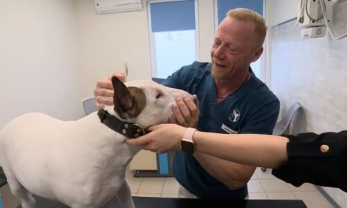 Psům hrozí tichý zabiják. Srdeční červivost se může projevit až po letech od bodnutí komárem