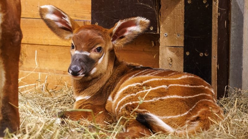 Vzácné přírůstky v pražské zoo: Porodily samice bonga horského, druh je na červeném seznamu Vzácné přírůstky v pražské zoo: Porodily samice bonga horského, druh je na červeném seznamu