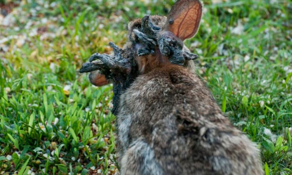 Frankensteinovi králíci děsí Ameriku. Z hlavy jim rostou černé „rohy“, vědci mají vysvětlení Frankensteinovi králíci děsí Ameriku. Z hlavy jim rostou černé „rohy“, vědci mají vysvětlení