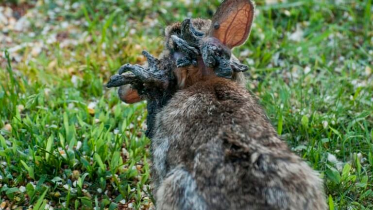 Frankensteinovi králíci děsí ameriku. z hlavy jim rostou černé „rohy“, vědci mají vysvětlení