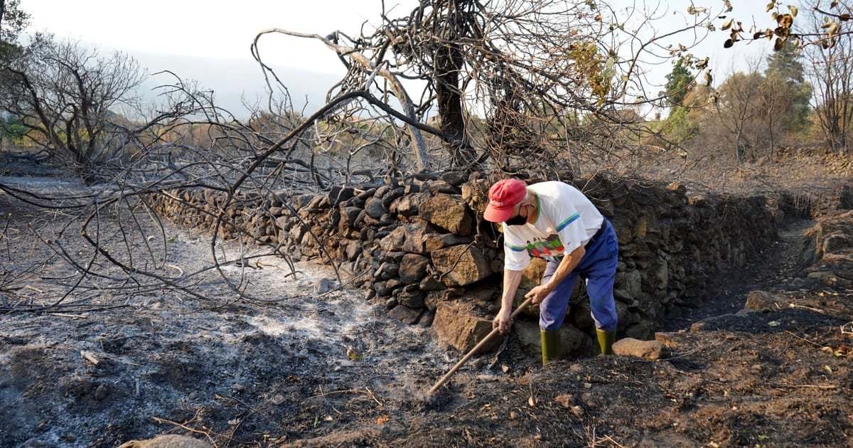 EU wildfires hit new record as flames scorch area larger EU wildfires hit new record as flames scorch area larger than Cyprus – POLITICO