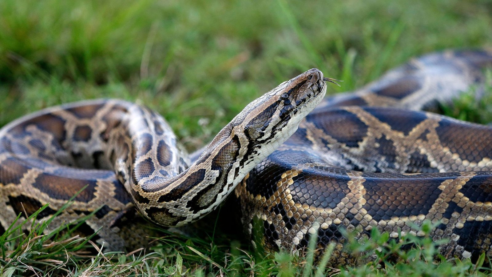 Florida deploys robotic rabbits to remove invasive pythons from Everglades