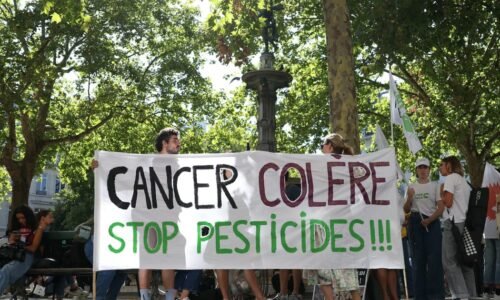 France’s top court blocks comeback of controversial insecticide – POLITICO