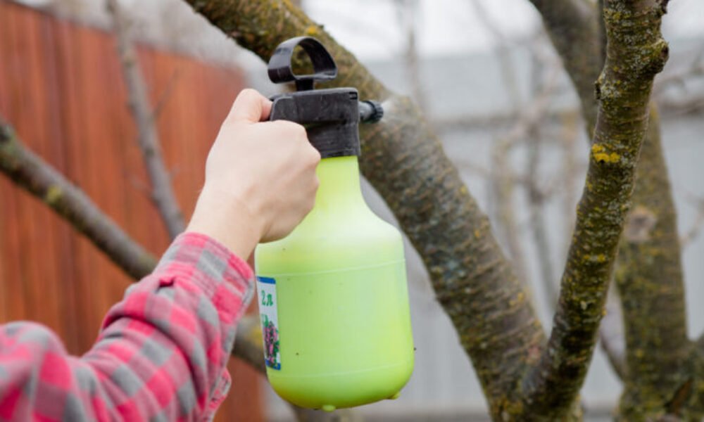 Po zbere sa práca nekončí: overené jesenné rituály pre ovocné stromy, ktoré zastavia huby, vyhladujú škodcov a pripravia púčiky na silný štart