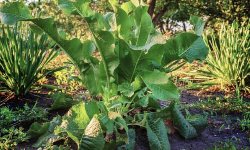 Milujeme ho na tanieri, no v pôde je to tvrdohlavý súper: ako v septembri spustiť plán, ktorý chren z pozemku vyženie nadobro