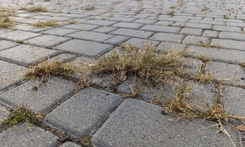 Likvidacia buriny na chodnikoch ytlxm