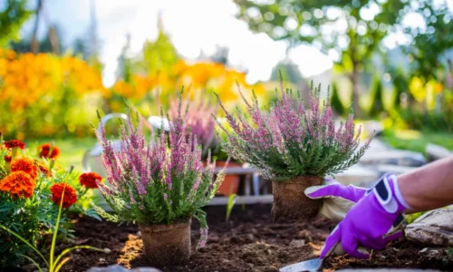 Vres obyčajný – pestovanie, starostlivosť a založenie vresoviska