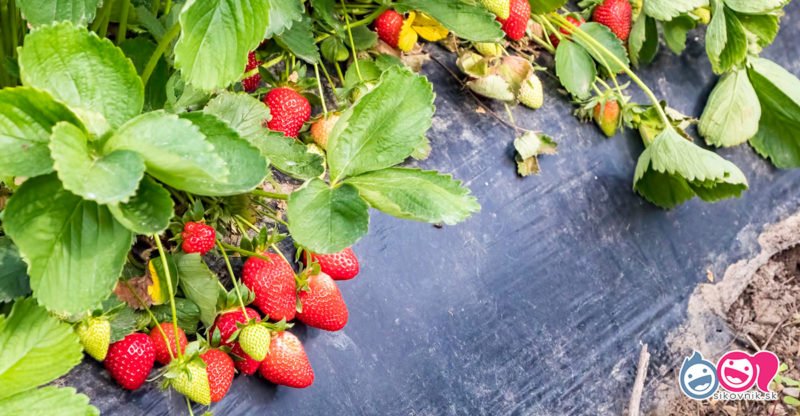 Záhrady majstrov neoddychujú: jesenný plán starostlivosti o jahody, ktorý zmení priemerný záhon na továrničku na medovo sladké bobule Záhrady majstrov neoddychujú: jesenný plán starostlivosti o jahody, ktorý zmení priemerný záhon na továrničku na medovo sladké bobule