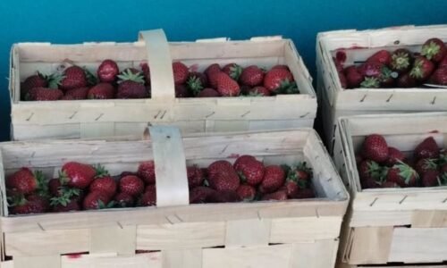 Nebezpečné jahody z Polska se objevily na českém trhu. Jsou plné pesticidů, varuje inspekce