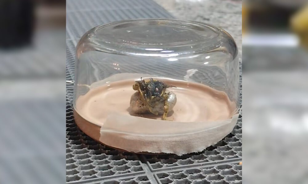 Panamanian man claims meteorite is sprouting ‘alien life’ Panamanian man claims meteorite is sprouting ‘alien life’