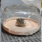 A Panamanian man claims he found a meteorite that is now sprouting "alien life" and his videos on TikTok have gone viral.