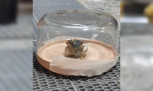 Panamanian man claims meteorite is sprouting ‘alien life’