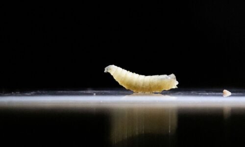 Screwworm ‘dangerously close’ to US, Texas officials warn Screwworm ‘dangerously close’ to US, Texas officials warn
