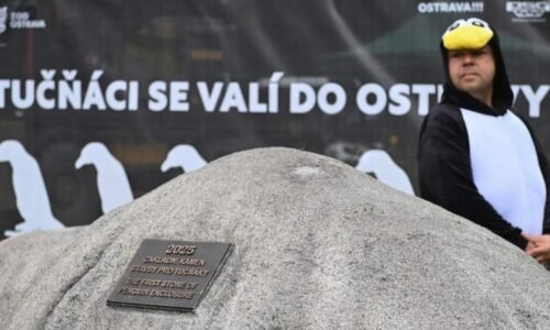 Tučňáci brýloví dostanou v Ostravě nový domov. Stavět se má za 120 milionů po dobu dvou let