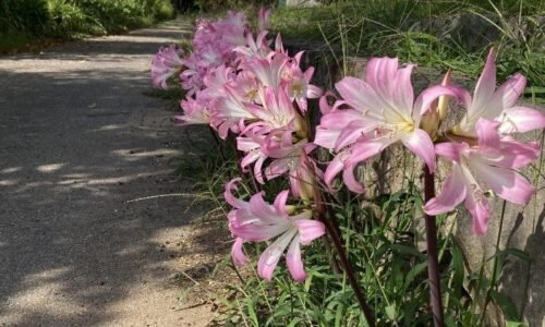 Naše puto s prírodou – septembrový úmysel pápeža