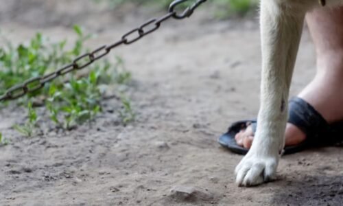 Otřesný případ týrání psa: Náhubek se mu zařezával do masa, místo venčení musel nosit pleny