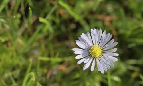 Pleť jako v bavlnce: Vyzkoušeli jsme krém Sedmikráska s UV ochranou a přírodními složkami