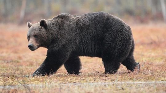 Medvedica pri Jakubovanoch zaútočila na človeka