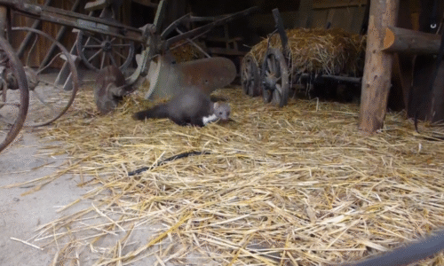 Majitele domů trápí kuny a potkani. Budovu mohou poškodit. Jak se nezvaných hostů zbavit?