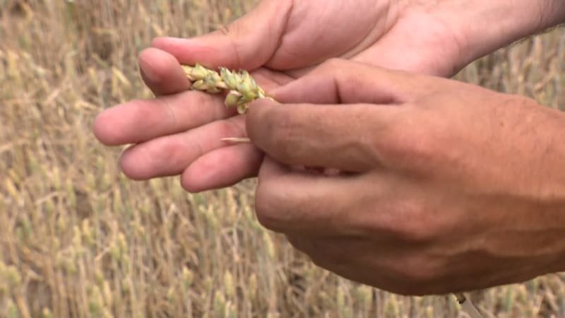 Brněnští vědci popsali komunikaci rostlin a bakterií. Objev může pomoci zemědělcům Brněnští vědci popsali komunikaci rostlin a bakterií. Objev může pomoci zemědělcům