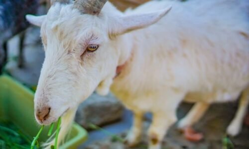 Recidivista měl na Strakonicku zneužít ustájenou kozu. Případ šetří kriminalisté Recidivista měl na Strakonicku zneužít ustájenou kozu. Případ šetří kriminalisté