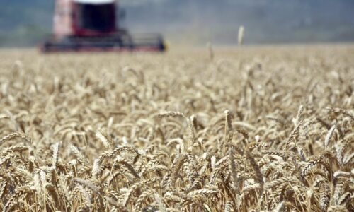 Trhy zatriasli cenami pšenice. Farmári sa sťažujú, chlebový biznis ich dostal do nepríjemnej situácie Trhy zatriasli cenami pšenice. Farmári sa sťažujú, chlebový biznis ich dostal do nepríjemnej situácie