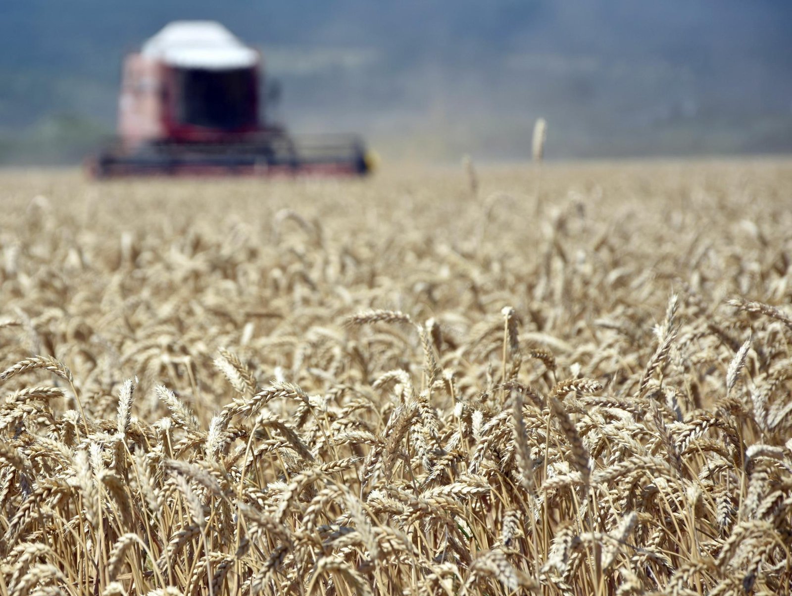 Trhy zatriasli cenami pšenice. Farmári sa sťažujú, chlebový biznis ich dostal do nepríjemnej situácie Trhy zatriasli cenami pšenice. Farmári sa sťažujú, chlebový biznis ich dostal do nepríjemnej situácie