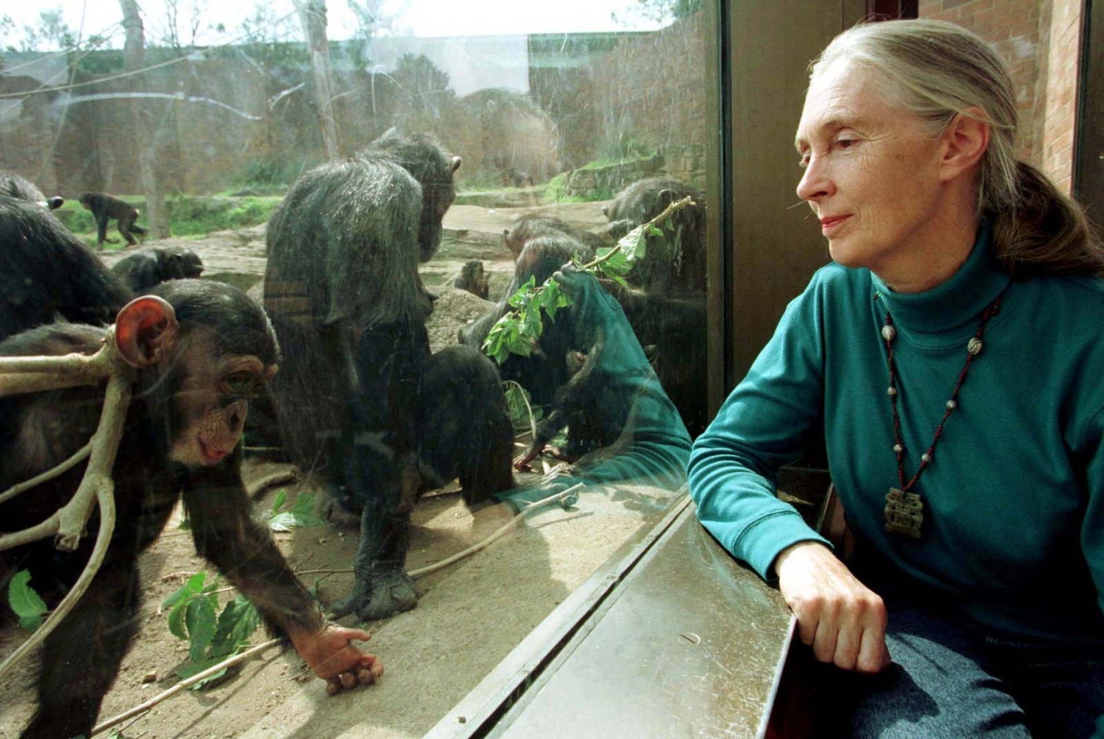 Jane Goodallová zbožňovala Tarzanovo dievča a skúmala „bohatý emocionálny život“ šimpanzov Jane Goodallová zbožňovala Tarzanovo dievča a skúmala „bohatý emocionálny život“ šimpanzov