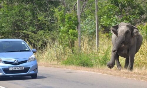 Poslanec narazil autem do slona. Zvíře na něj zaútočilo, zimbabwský politik zraněním podlehl Poslanec narazil autem do slona. Zvíře na něj zaútočilo, zimbabwský politik zraněním podlehl