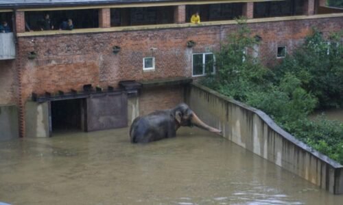 Zastřelili jsme Jonákova medvěda a další tři šelmy. Exředitel pražské zoo o tragických záplavách