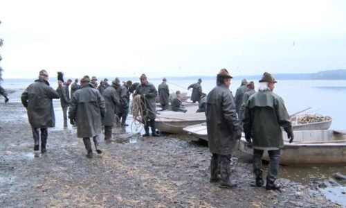 Začal výlov Rožmberka. Největší rybník v Česku by měl vydat zhruba 100 tun kaprů a dalších ryb