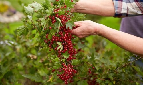 Ríbezle – ako sadiť, pestovať a strihať ríbezle