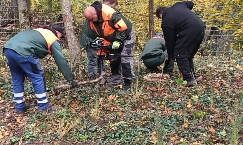 V lesoparku sadíme nové dreviny