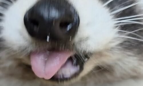 Zoo bojnice: prekvapenie