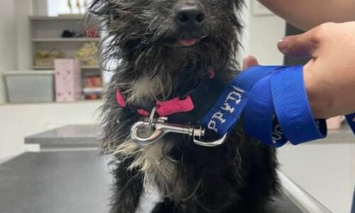 Příběh Knoflíčka aneb Když má lidské dno ještě sklep