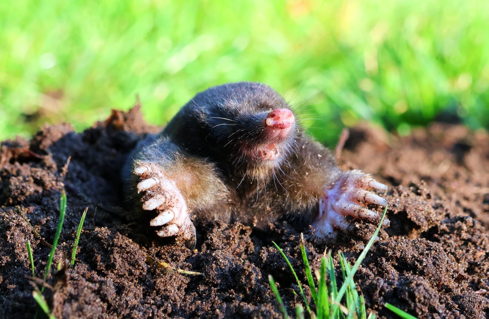 Ako sa zbaviť krtkov v záhrade humánnym spôsobom Ako sa zbaviť krtkov v záhrade humánnym spôsobom