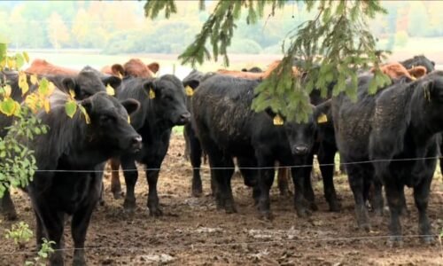 Rodinným farmám se daří i na jihu Čech. Neumím si představit něco jiného, říkají Šebelkovi