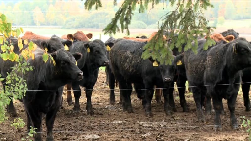 Rodinným farmám se daří i na jihu Čech. Neumím si představit něco jiného, říkají Šebelkovi Rodinným farmám se daří i na jihu Čech. Neumím si představit něco jiného, říkají Šebelkovi