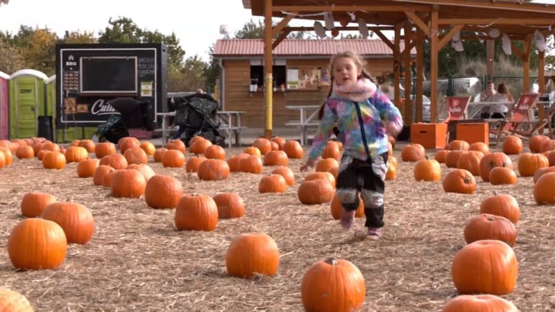 Sezóna dýní začala. Oblíbené pochutiny jsou stovky druhů, každá se hodí na něco jiného Sezóna dýní začala. Oblíbené pochutiny jsou stovky druhů, každá se hodí na něco jiného