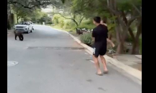 VIDEO Počas prechádzky s dcérou na nich vybehol medveď. Manželka futbalistu sa zabávala a natáčala videá
