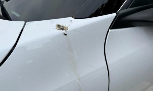 Pozor na ptačí trus: Na autě způsobí škody přes 10 tisíc a pojišťovna nezaplatí ani korunu