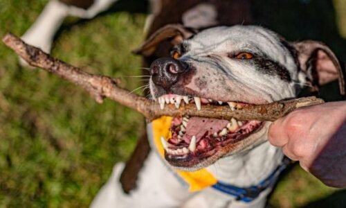Útok agresivního pitbula: Američance museli amputovat všechny končetiny. Zvíře zabil její přítel