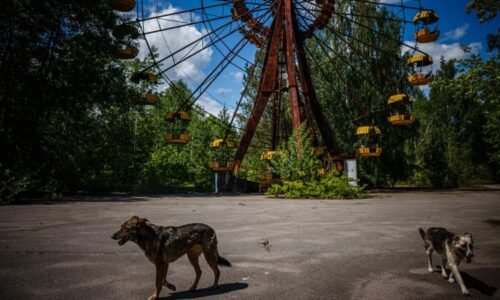 Modří psi v okolí Černobylu: Žádný podvrh, tvrdí experti. Nastínili možnou příčinu